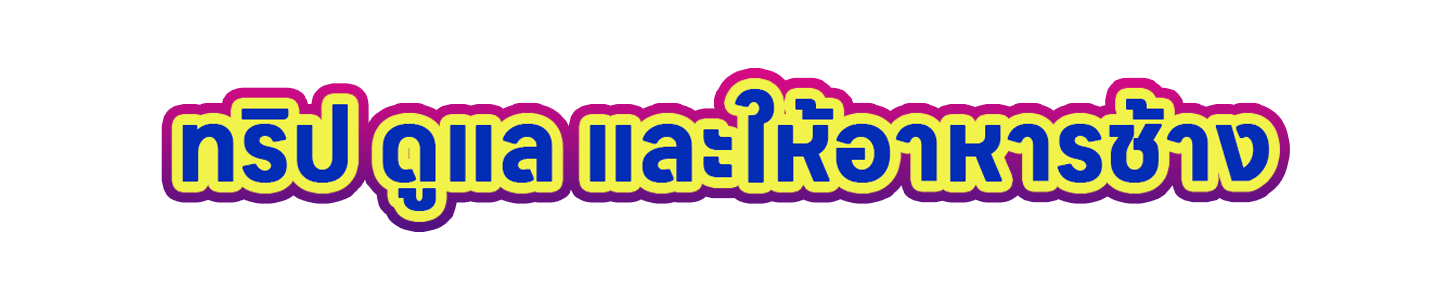 ดูแลและให้อาหารช้าง